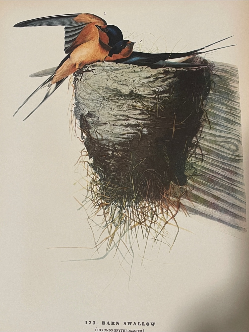 🖤5/$25 vintage barn swallow bird nest print - Picture 4 of 6